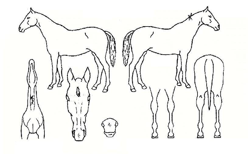 ¾ó¸®¹öµåÀÇ Ãø¸é,¿ì¸é,µÞ¸é,µÎ»ó,´Ù¸®ÀÇ Æ¯Â¡µµÇØ