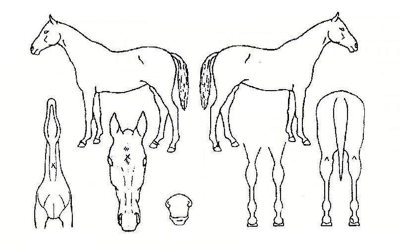 Æ÷Æ®º£ÀÏÀÇ Ãø¸é,¿ì¸é,µÞ¸é,µÎ»ó,´Ù¸®ÀÇ Æ¯Â¡µµÇØ