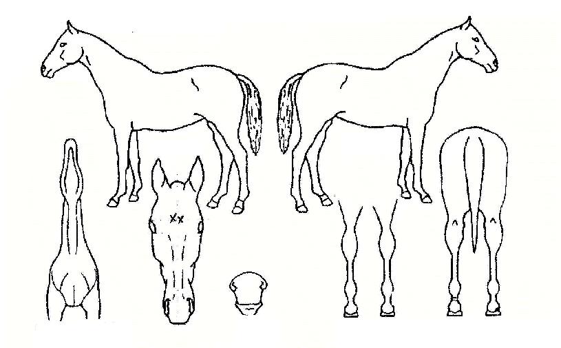 ´õºñ·¹°Å½ÃÀÚ¸¶ÀÇ Ãø¸é,¿ì¸é,µÞ¸é,µÎ»ó,´Ù¸®ÀÇ Æ¯Â¡µµÇØ