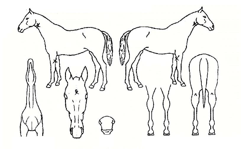 ·ÎŰ½½·çÀÇ Ãø¸é,¿ì¸é,µÞ¸é,µÎ»ó,´Ù¸®ÀÇ Æ¯Â¡µµÇØ