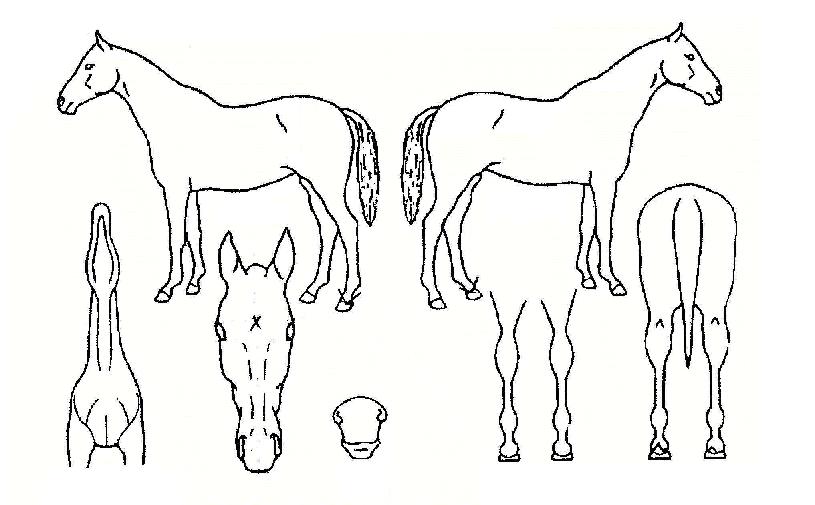 ½ºÅæÄݵå¸ÅÁ÷ÀÚ¸¶ÀÇ Ãø¸é,¿ì¸é,µÞ¸é,µÎ»ó,´Ù¸®ÀÇ Æ¯Â¡µµÇØ