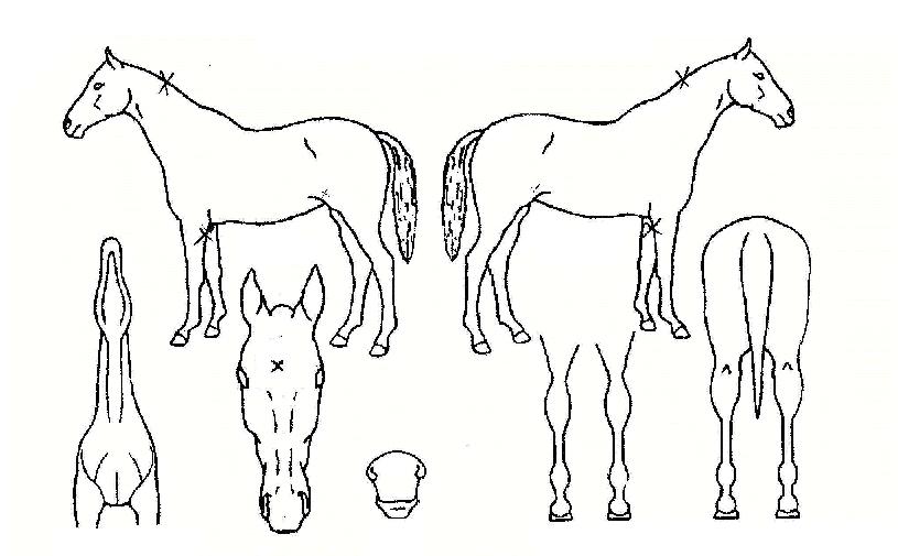 ºòÀÚÀ̾ðÆ®ÀÇ Ãø¸é,¿ì¸é,µÞ¸é,µÎ»ó,´Ù¸®ÀÇ Æ¯Â¡µµÇØ