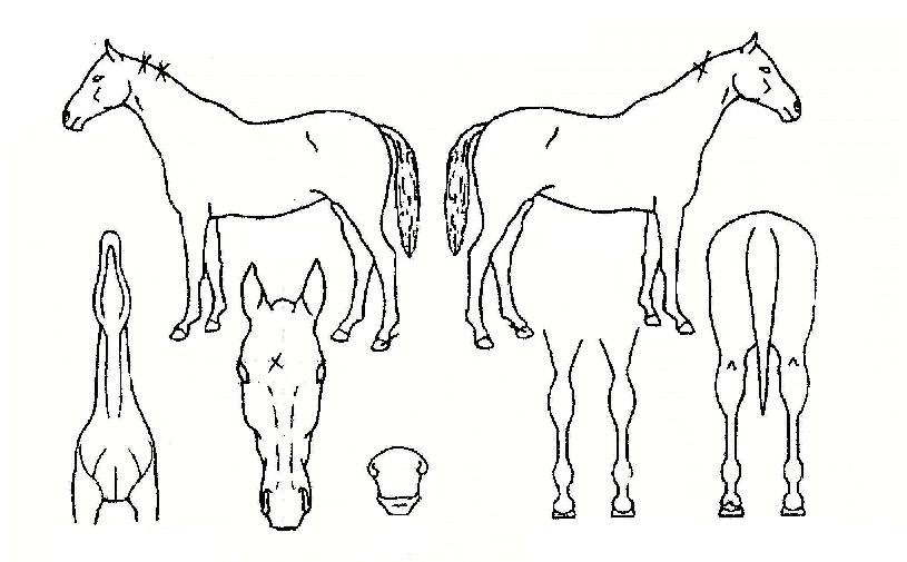 ±â»ÝÁÖ°íÆÄÀÇ Ãø¸é,¿ì¸é,µÞ¸é,µÎ»ó,´Ù¸®ÀÇ Æ¯Â¡µµÇØ