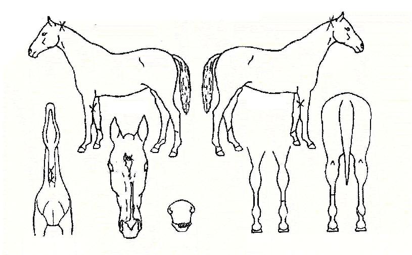 ��õ����� ����,���,�޸�,�λ�,�ٸ��� Ư¡����