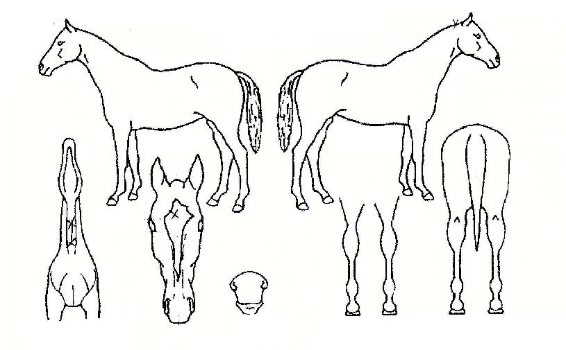 õ³â±â¿îÀÇ Ãø¸é,¿ì¸é,µÞ¸é,µÎ»ó,´Ù¸®ÀÇ Æ¯Â¡µµÇØ