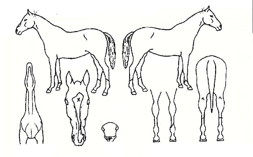 ¹Ù¶ó¾ÆÁ¦ÀÇ Ãø¸é,¿ì¸é,µÞ¸é,µÎ»ó,´Ù¸®ÀÇ Æ¯Â¡µµÇØ