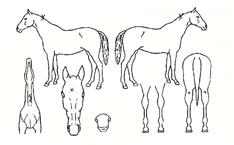 Àººû°¡ÀÎÀÇ Ãø¸é,¿ì¸é,µÞ¸é,µÎ»ó,´Ù¸®ÀÇ Æ¯Â¡µµÇØ