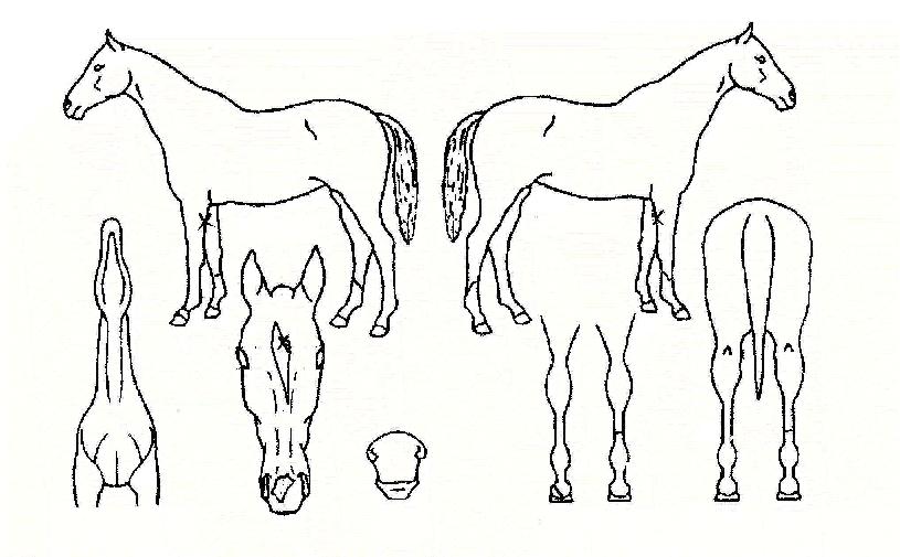 ±Û·Î¸®Å¥Æ¼ÀÇ Ãø¸é,¿ì¸é,µÞ¸é,µÎ»ó,´Ù¸®ÀÇ Æ¯Â¡µµÇØ