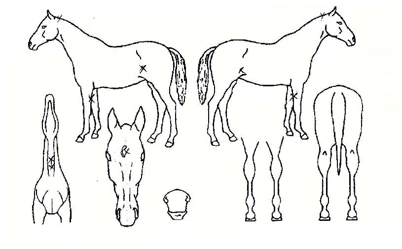 �踲������ ����,���,�޸�,�λ�,�ٸ��� Ư¡����