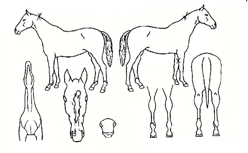 ´ëdzȣÀÇ Ãø¸é,¿ì¸é,µÞ¸é,µÎ»ó,´Ù¸®ÀÇ Æ¯Â¡µµÇØ