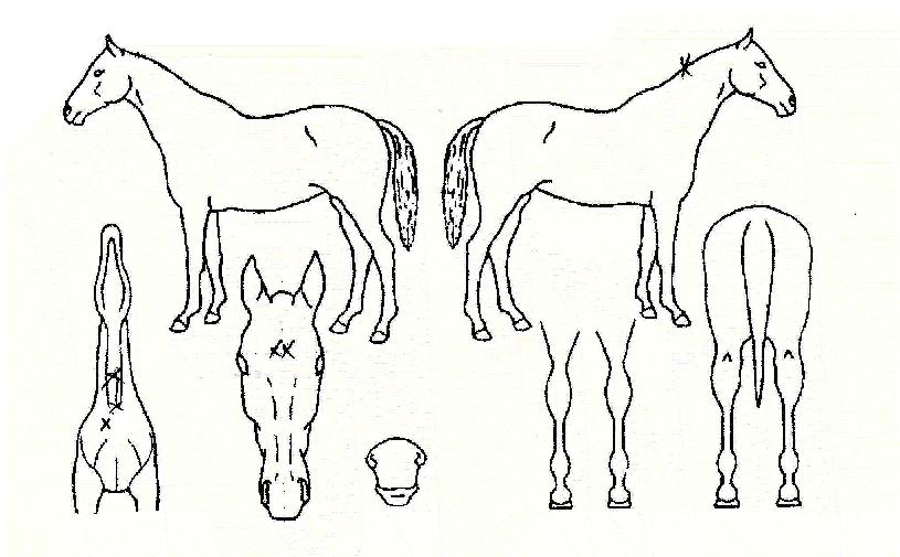 ���̴׽Ƿ翧�� ����,���,�޸�,�λ�,�ٸ��� Ư¡����