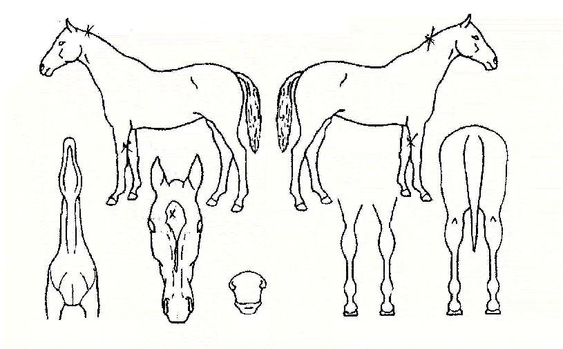 ÀçÄ¡ÀÇ Ãø¸é,¿ì¸é,µÞ¸é,µÎ»ó,´Ù¸®ÀÇ Æ¯Â¡µµÇØ