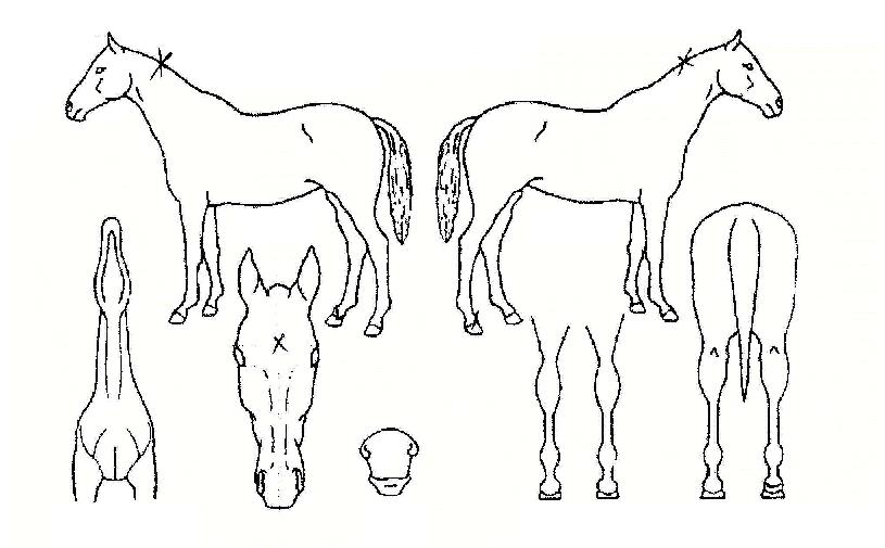 ¾ÆÀÓÀ§³ÊÀÇ Ãø¸é,¿ì¸é,µÞ¸é,µÎ»ó,´Ù¸®ÀÇ Æ¯Â¡µµÇØ