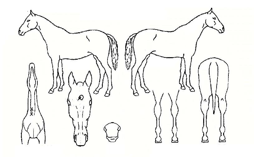 °Å¼ÛÀÇ Ãø¸é,¿ì¸é,µÞ¸é,µÎ»ó,´Ù¸®ÀÇ Æ¯Â¡µµÇØ