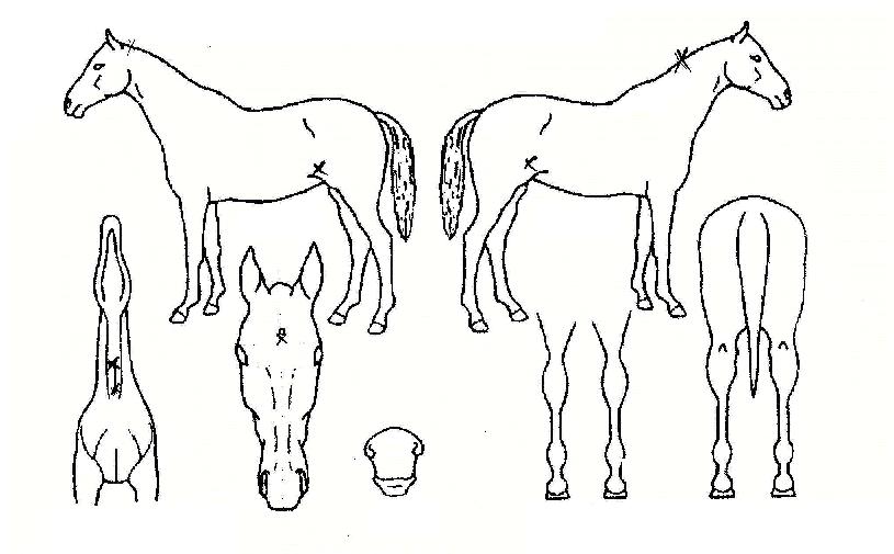 �ʷϼ����� ����,���,�޸�,�λ�,�ٸ��� Ư¡����