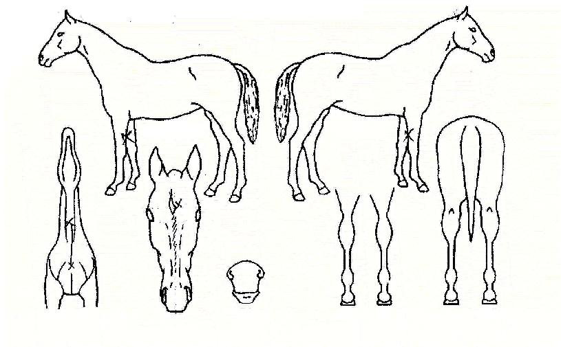 ÀÚ¿ì´©¸®ÀÇ Ãø¸é,¿ì¸é,µÞ¸é,µÎ»ó,´Ù¸®ÀÇ Æ¯Â¡µµÇØ