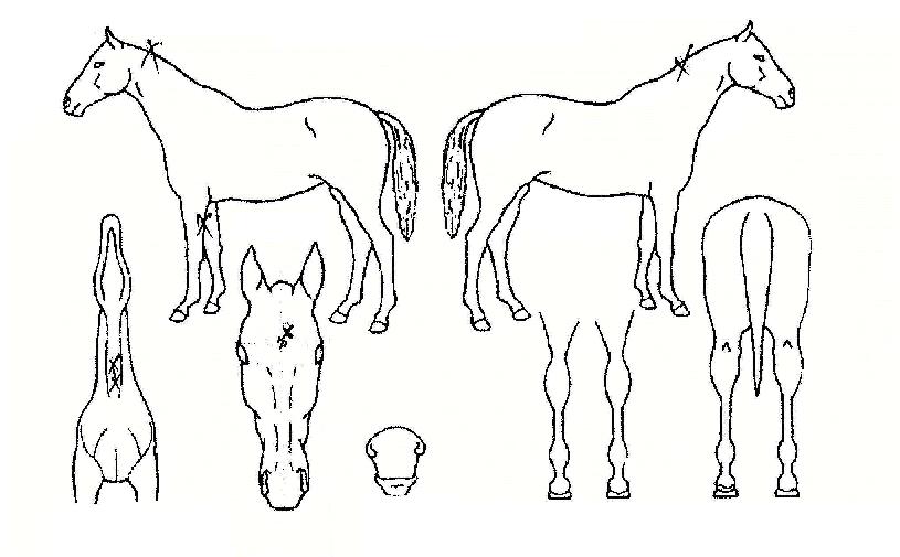 ������� ����,���,�޸�,�λ�,�ٸ��� Ư¡����