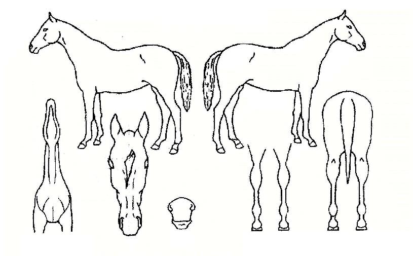 ½ºÆÄÀÌÅ©ÀÇ Ãø¸é,¿ì¸é,µÞ¸é,µÎ»ó,´Ù¸®ÀÇ Æ¯Â¡µµÇØ