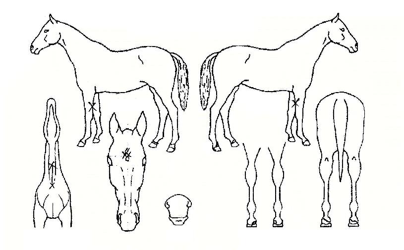 ´ë¼¼ÀÇ Ãø¸é,¿ì¸é,µÞ¸é,µÎ»ó,´Ù¸®ÀÇ Æ¯Â¡µµÇØ