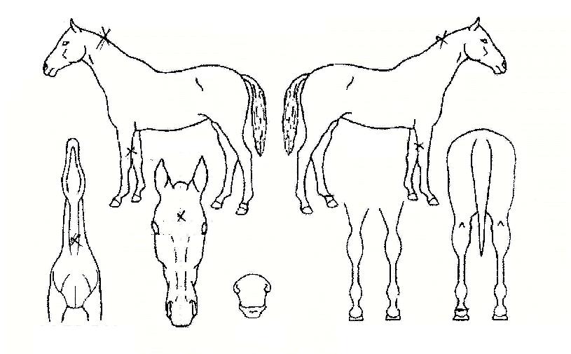 ·ÎÁî¿Àºê»þ·ÐÀÇ Ãø¸é,¿ì¸é,µÞ¸é,µÎ»ó,´Ù¸®ÀÇ Æ¯Â¡µµÇØ