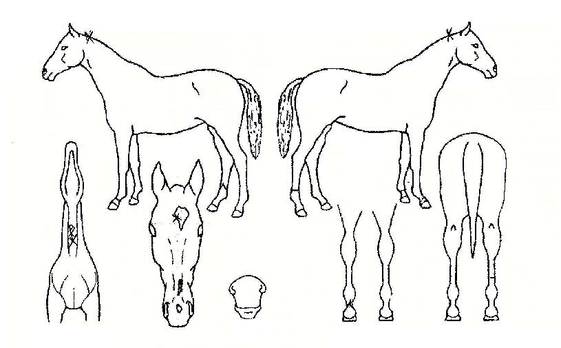 �����亣�̺��ڸ��� ����,���,�޸�,�λ�,�ٸ��� Ư¡����