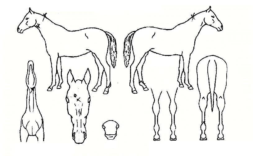 �±��ȭ�� ����,���,�޸�,�λ�,�ٸ��� Ư¡����