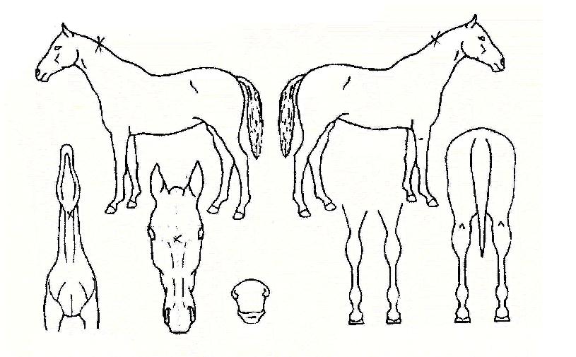 ÆÛ½ÃÇȵ帲ÀÇ Ãø¸é,¿ì¸é,µÞ¸é,µÎ»ó,´Ù¸®ÀÇ Æ¯Â¡µµÇØ