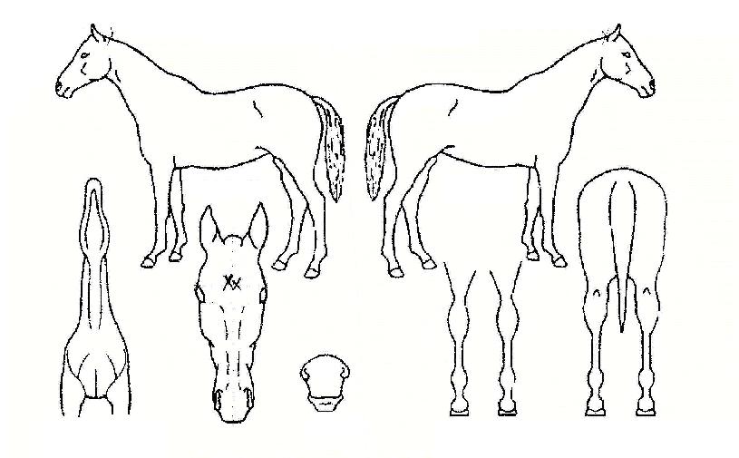 ÇöóÀ×ij·²¸°ÀÚ¸¶ÀÇ Ãø¸é,¿ì¸é,µÞ¸é,µÎ»ó,´Ù¸®ÀÇ Æ¯Â¡µµÇØ