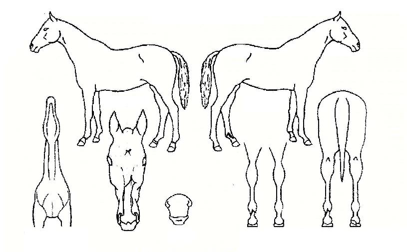 ū�̸��� ����,���,�޸�,�λ�,�ٸ��� Ư¡����