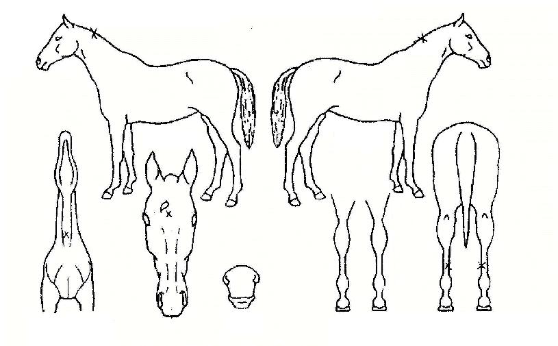 �̼̽ҽ��� ����,���,�޸�,�λ�,�ٸ��� Ư¡����