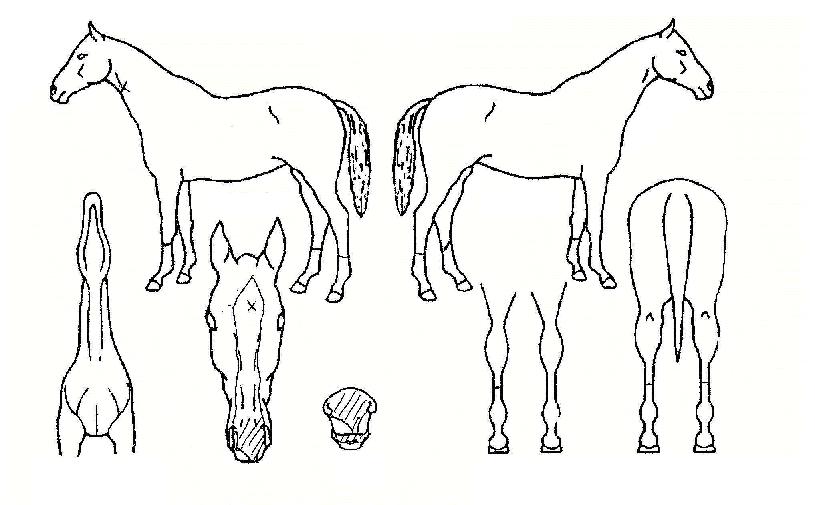 ��������� ����,���,�޸�,�λ�,�ٸ��� Ư¡����