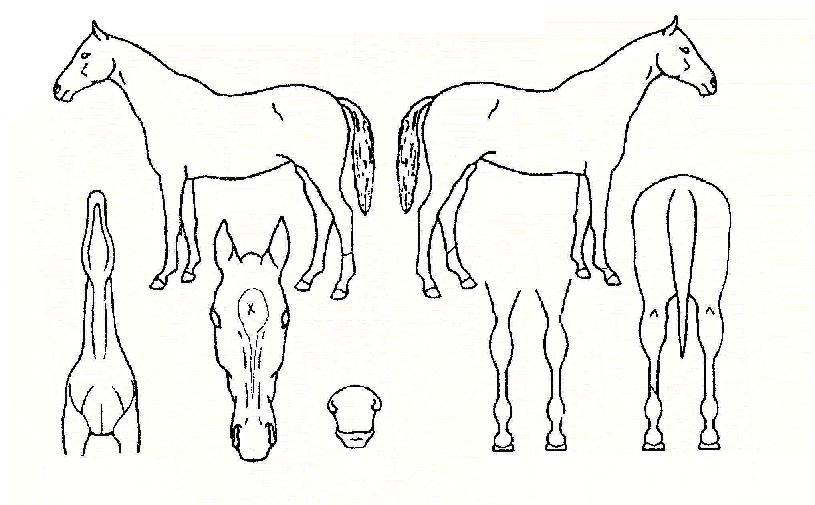 õ¸®Æ÷ÀÇ Ãø¸é,¿ì¸é,µÞ¸é,µÎ»ó,´Ù¸®ÀÇ Æ¯Â¡µµÇØ