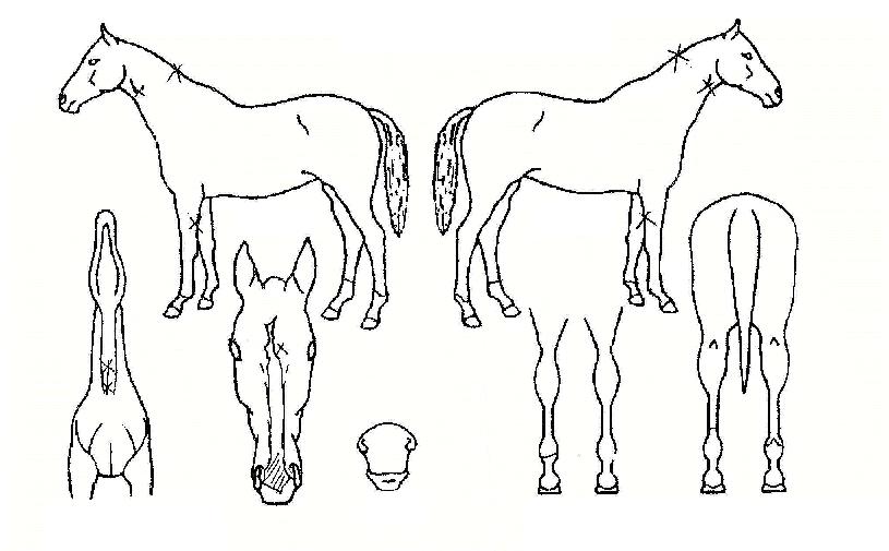 ¸ÓÁ¦½ºÆ½·¯³ÊÀÇ Ãø¸é,¿ì¸é,µÞ¸é,µÎ»ó,´Ù¸®ÀÇ Æ¯Â¡µµÇØ