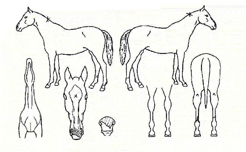 ���̵�ũ����� ����,���,�޸�,�λ�,�ٸ��� Ư¡����