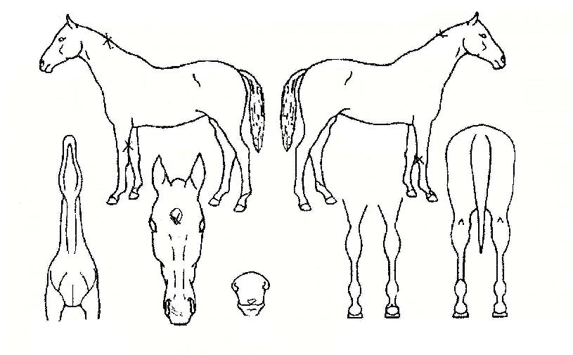 ½º³ªÀÌÆÛÀÇ Ãø¸é,¿ì¸é,µÞ¸é,µÎ»ó,´Ù¸®ÀÇ Æ¯Â¡µµÇØ