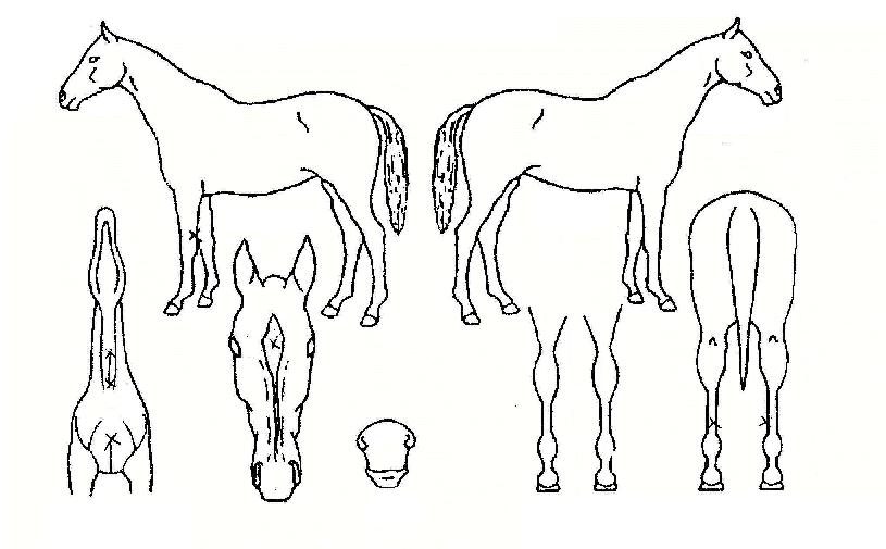 ���鸮������Ƽ���ڸ��� ����,���,�޸�,�λ�,�ٸ��� Ư¡����