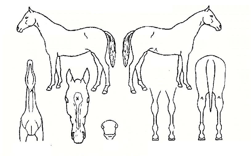 �鵿������ ����,���,�޸�,�λ�,�ٸ��� Ư¡����