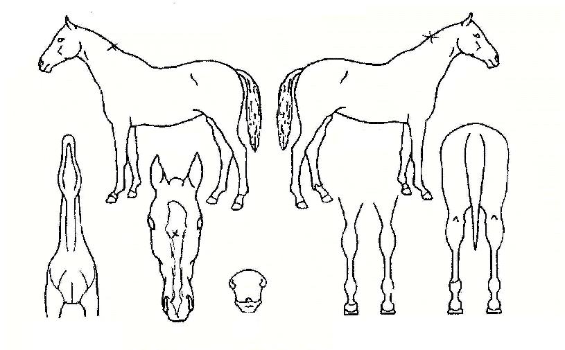 ³ëºí·¹½ºÄýÀÇ Ãø¸é,¿ì¸é,µÞ¸é,µÎ»ó,´Ù¸®ÀÇ Æ¯Â¡µµÇØ