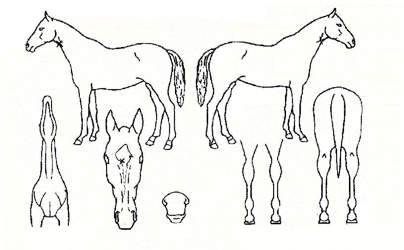 ������ ����,���,�޸�,�λ�,�ٸ��� Ư¡����