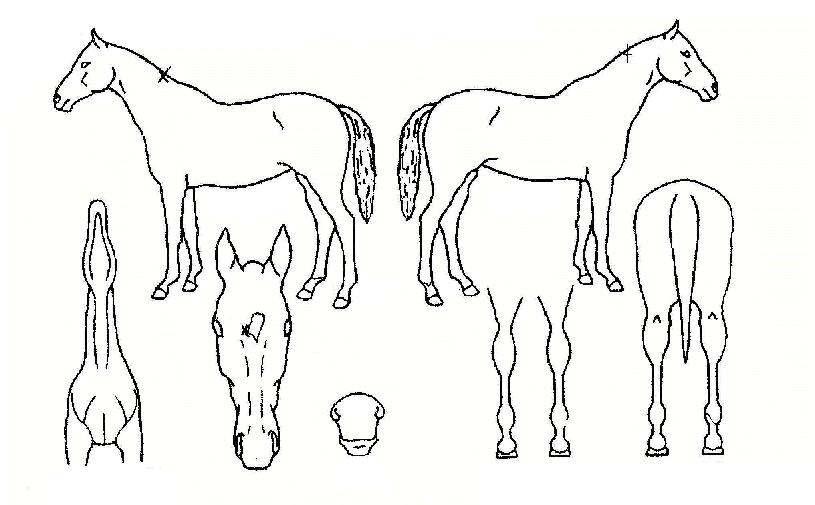 ĳ������ ����,���,�޸�,�λ�,�ٸ��� Ư¡����