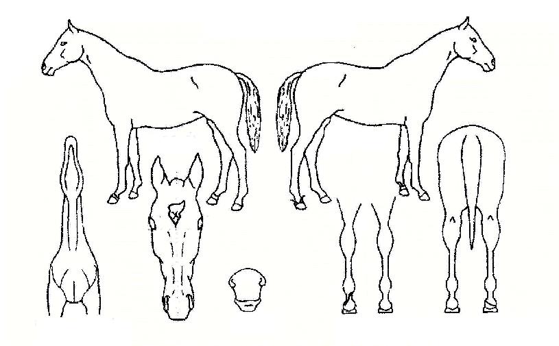 ¸ÅÁ÷½ºÆçÀÇ Ãø¸é,¿ì¸é,µÞ¸é,µÎ»ó,´Ù¸®ÀÇ Æ¯Â¡µµÇØ