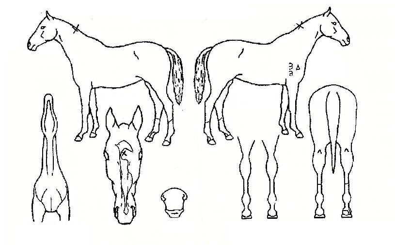 ��Ʈ������ ����,���,�޸�,�λ�,�ٸ��� Ư¡����