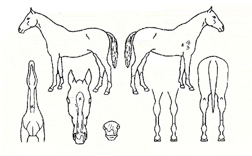 ½ÃÅ©¸´¿þÆÝÀÇ Ãø¸é,¿ì¸é,µÞ¸é,µÎ»ó,´Ù¸®ÀÇ Æ¯Â¡µµÇØ