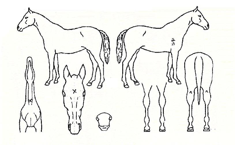 ºí·çµå·¡°ïÀÇ Ãø¸é,¿ì¸é,µÞ¸é,µÎ»ó,´Ù¸®ÀÇ Æ¯Â¡µµÇØ