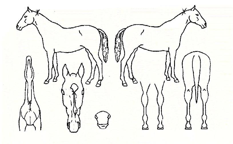 ÅÂÈÀ屺ÀÇ Ãø¸é,¿ì¸é,µÞ¸é,µÎ»ó,´Ù¸®ÀÇ Æ¯Â¡µµÇØ