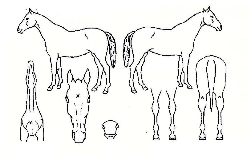 ���Ƹ��� ����,���,�޸�,�λ�,�ٸ��� Ư¡����