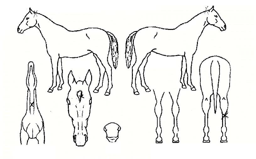 Ž����� ����,���,�޸�,�λ�,�ٸ��� Ư¡����