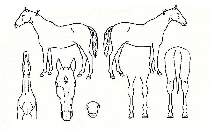 ºÀ½ÃȹßÀÇ Ãø¸é,¿ì¸é,µÞ¸é,µÎ»ó,´Ù¸®ÀÇ Æ¯Â¡µµÇØ