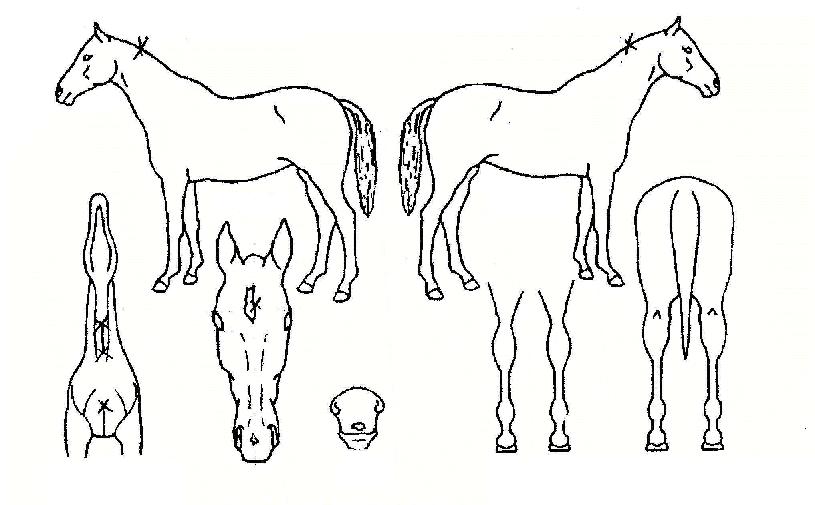 ½ºÇÎÅ©½ºÀÇ Ãø¸é,¿ì¸é,µÞ¸é,µÎ»ó,´Ù¸®ÀÇ Æ¯Â¡µµÇØ