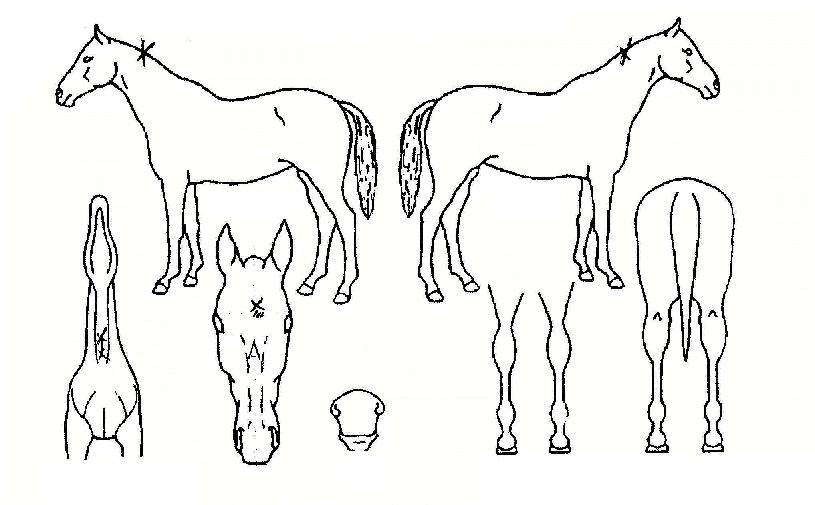 ��������Ʈ�Ͻ��ڸ��� ����,���,�޸�,�λ�,�ٸ��� Ư¡����